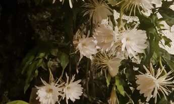 Imagem 4: Casa Duplex à Venda - Amaba, Barra da Tijuca