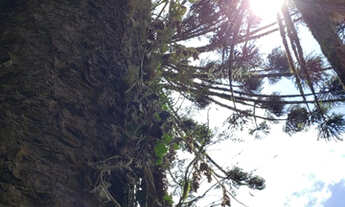 Imagem 4: 17 Hectares na rota de Urupema/Rio Rufino