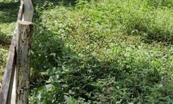 Imagem 2: Excelente terreno com 1.000m2 na serra da Mantiqueira em Wenceslau Brás/MG