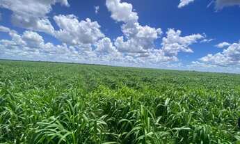 Imagem: Fazenda no Município de mambaí, GO lt