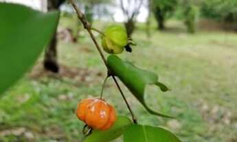 Imagem 6: Chácara particular a venda