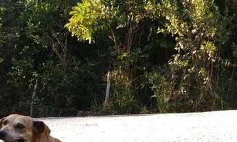 Imagem: Lote/Terreno na Linha Verde para sítio