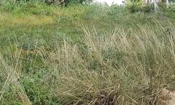 Imagem 2: Terreno na entrada do angelim