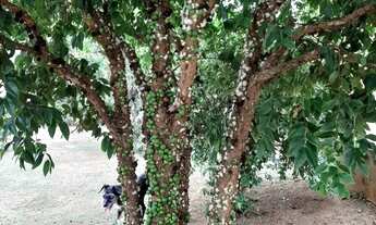 Imagem 7: CHACARA NO CONDOMINIO COLINA NOVA BOITUVA