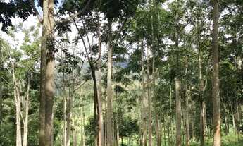 Imagem 2: FAZENDA MATIPÓ - 13,5 Alqueires