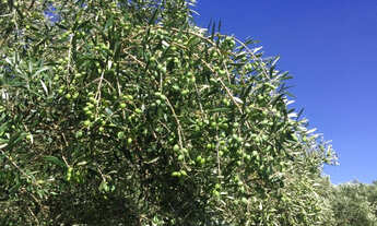 Imagem 2: Área de terra para produção de Oliveiras