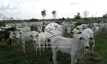 Imagem 5: Venda - Fazenda - Machadinho D'Oeste - 383 Alqueires