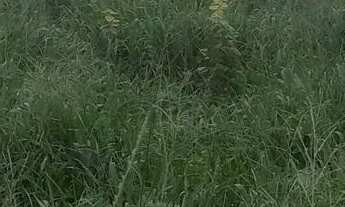 Imagem 6: Terreno em azurita regiao do caxambu