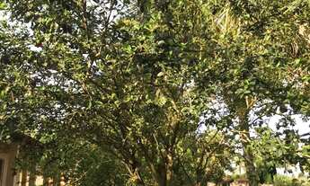 Imagem 7: Vendo chácarano povoado Gravatá em Itaporanga R$ 145.000