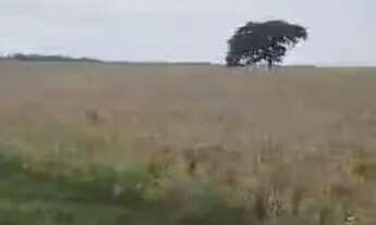 Imagem 4: Fazenda de arrendamento 1.500hec em Itiquira MT