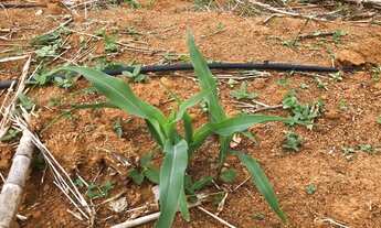 Imagem 2: Venda-se está propriedade de 4,1355 hectares 41.399 M²no interior do Município de Atílio V