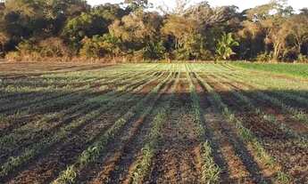 Imagem 3: Chácara 10.63há em Santo Antônio do Leverger