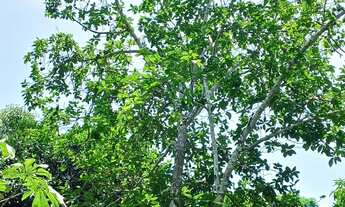 Imagem 3: CASA COM SÍTIO Chácara com venda por R$200.000