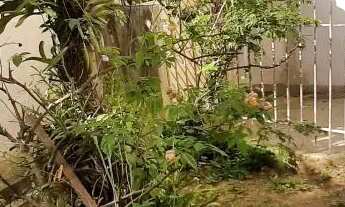 Imagem 6: TERRENO - SANTO ANTÔNIO - SP