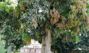 Imagem 4: Vendo chácara no centro de Conceição do Jacuipe