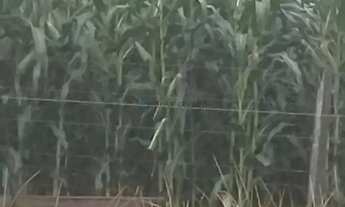 Imagem 4: FAZENDA A VENDA EM VILA APARECIDA. MUNICÍPIO DE CÁCERES