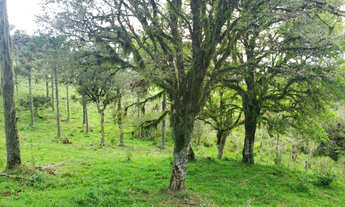 Imagem 7: 17 Hectares na rota de Urupema/Rio Rufino