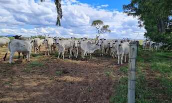 Imagem 3: Fazenda no Município de mambaí, GO<br>com área total de 950 alqueires ou 4.600 hecta