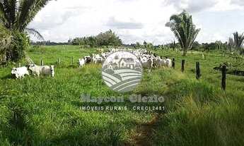 Imagem 7: Venda - Fazenda - Machadinho D'Oeste - 383 Alqueires
