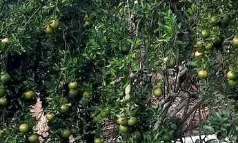 Imagem 5: Casa +chácara Casa com 3 dormitórios