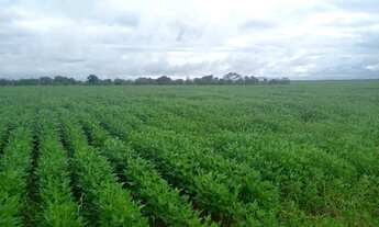 Imagem: FAZENDA 450 ALQUEIRES 12 KM DE SANTA MARIA