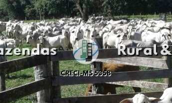 Imagem 5: Fazenda 110 Hectáres Nova Alvoada Do Sul/MS Riquíssima em água