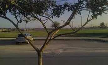 Imagem 4: Casa com ponto comercial pra alugar