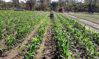 Imagem 2: Chácara 10.63há em Santo Antônio do Leverger