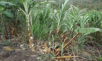 Imagem 4: Fazenda muito boa