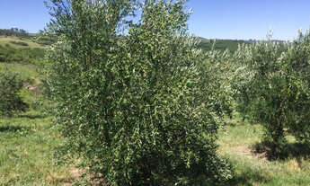 Imagem 4: Área de terra para produção de Oliveiras