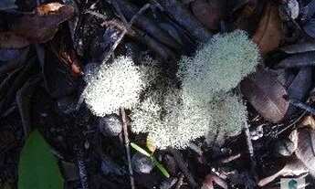 Imagem 7: JAGUARIPE - RURAL - ZONA RURAL