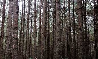 Imagem 7: Fazenda de Pinus à venda em Adrianópolis/PR 200 hectares