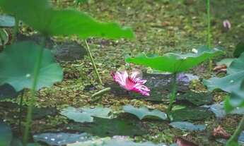 Imagem 7: Sítio à venda, 84000 m² por R$ 7.500.000 - Vargem Pequena - Rio de Janeiro/RJ