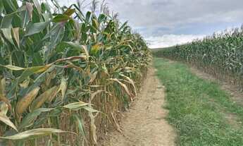 Imagem 6: Imóvel para venda tem 363000 metros quadrados em Centro - Graccho Cardoso - SE