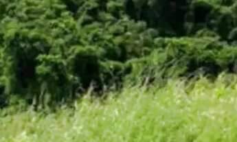 Imagem 6: Lotes para moradia no interior de SP