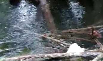 Imagem 2: Vendo um lote e 2 chácaras no Jalapão