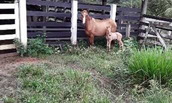 Imagem 2: Vendo Fazenda No município de Uruara no km224 sul a 15 km da BR 230 tranzamazõnica