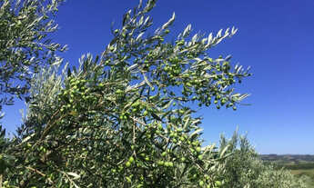 Imagem 6: Área de terra para produção de Oliveiras