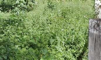 Imagem 3: Excelente terreno com 1.000m2 na serra da Mantiqueira em Wenceslau Brás/MG