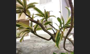 Imagem 2: DUPLEX BAIRRO JARDIM MARILEA, COM UMA BOA AREA EXTERNA R$258 MIL