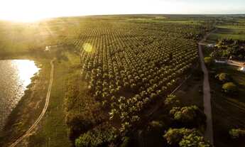 Imagem 5: Excelente Fazenda de coqueiros com 38 hectares de coqueiros plantado em produção