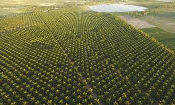 Imagem 4: Excelente Fazenda de coqueiros com 38 hectares de coqueiros plantado em produção