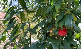 Imagem 4: Fazenda/Sítio/Chácara para venda possui 95000 metros quadrados em Urubici - SC
