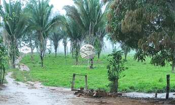 Imagem 5: Venda - Sítio - Machadinho D'Oeste - 12 Alqueires barato