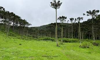 Imagem 2: Urubici/Sítio/Chácara á venda em Urubici