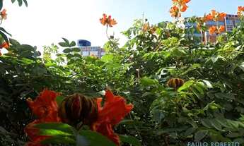 Imagem 3: APARTAMENTO - MORUMBI - SP