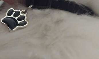 Imagem 6: CASA COM 3 DORMITÓRIOS