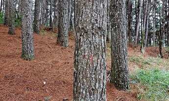 Imagem 6: Fazenda de Pinus à venda em Adrianópolis/PR 200 hectares