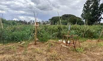 Imagem 4: Chácara a venda na DF-100 com 13 hectares