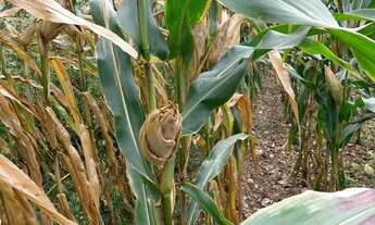 Imagem 3: Imóvel para venda tem 363000 metros quadrados em Centro - Graccho Cardoso - SE